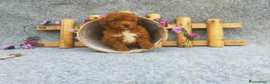 Caniche Toy Cachorro 4