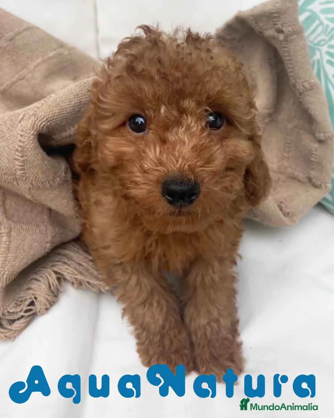 Caniche Enano perros en venta: Caniche Macho 7350 de Camila - AQUANATURA en Barcelona - Anuncio 4