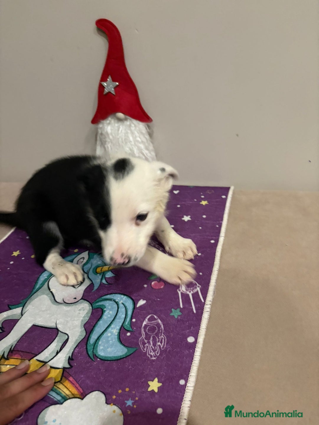 Border Collie perros en venta: Border collie  - Imagen 8