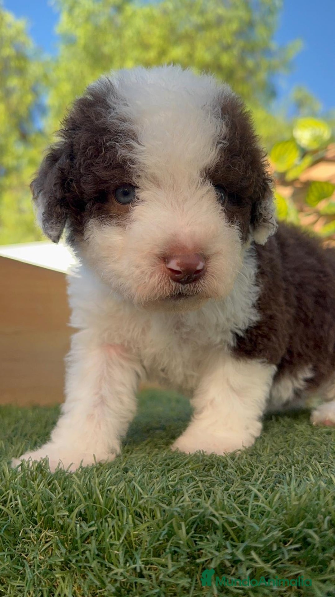 Perro de Agua Español perros en venta: PERRO DE AGUA macho - Imagen 14