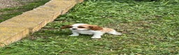 Cavalier King Charles Spaniel perros en venta: Cavalier bicolor  en Barcelona - Anuncio 6