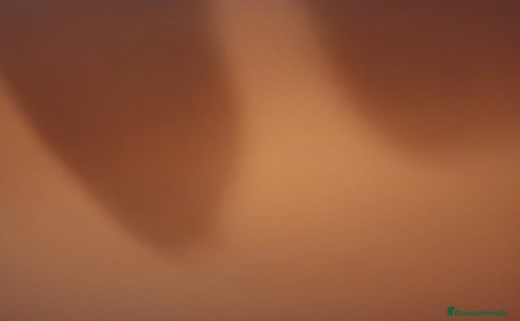 Morkie perros - Anuncio 1