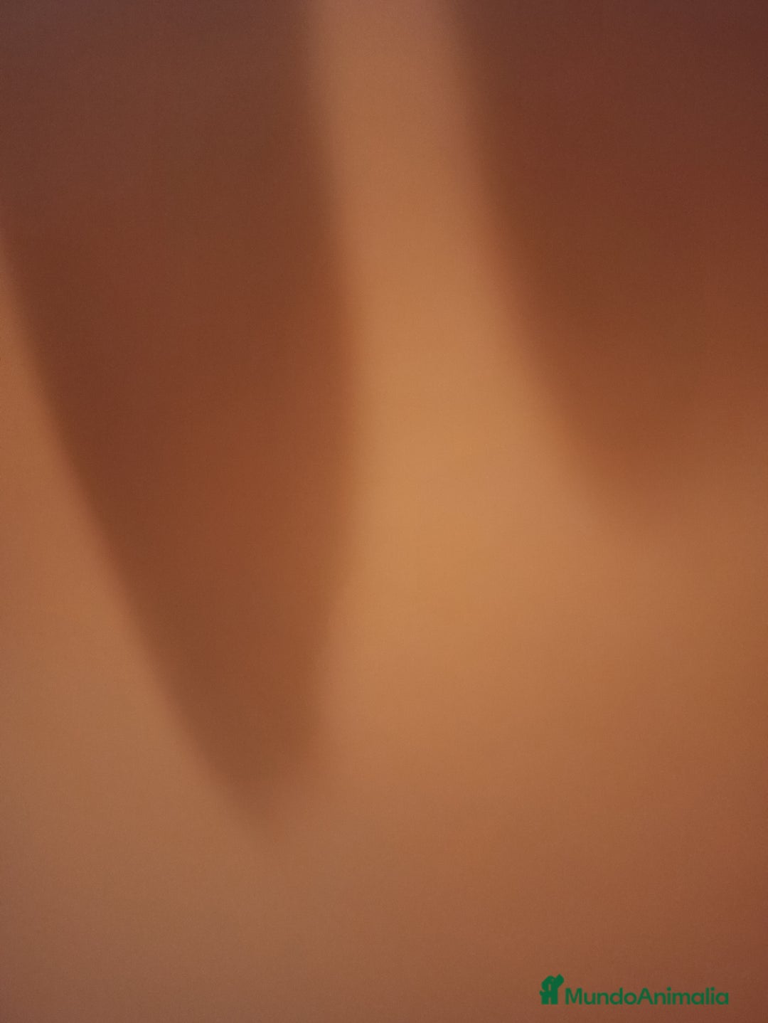 Morkie perros en venta: MORKIE - Imagen 1