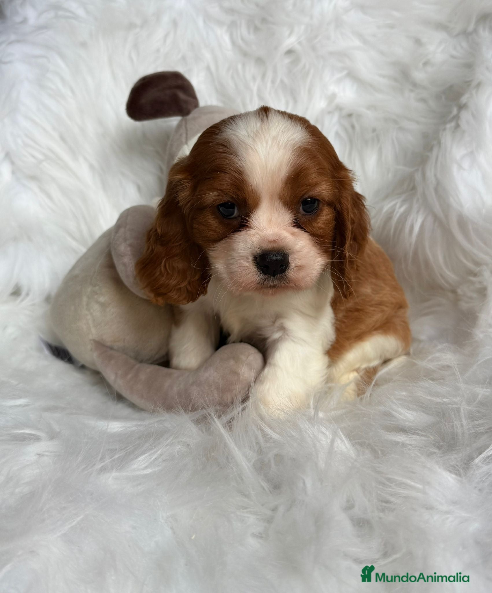 Cavalier King Charles Spaniel perros CAMADA DE CAVALIER DISPONIBLES - Anuncio 1