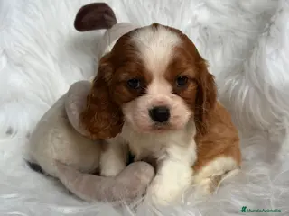 Cavalier King Charles Spaniel perros CAMADA DE CAVALIER DISPONIBLES - Anuncio 1