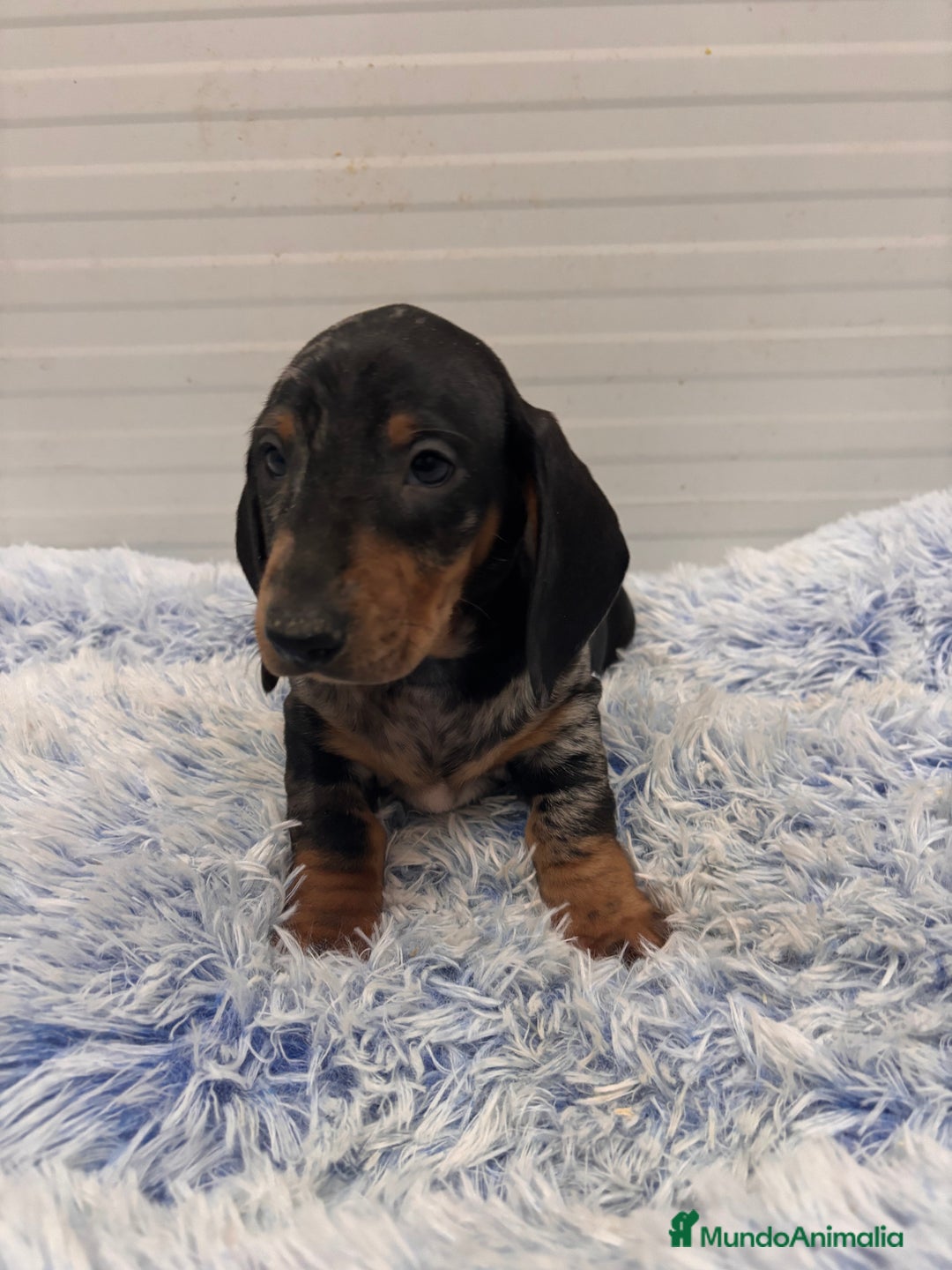 Teckel perros en venta: TECKEL STANDARD - Anuncio 11