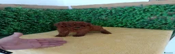 Caniche Toy perros en venta: PRECIOSOS CANICHE  ROJO LINEA TOY - Anuncio 11