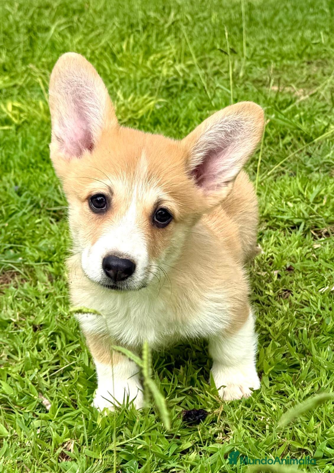 Welsh Corgi Pembroke perros Cachorros Corgi  | Criador pedigre garantia salud - Anuncio 1