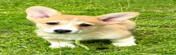 Welsh Corgi Pembroke perros en venta: Cachorros Corgi  | Criador pedigre garantia salud - Anuncio 2