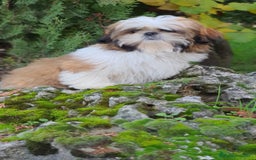 Shih Tzu perros en venta: Shit tzu de 5 meses disponible!! - Imagen 5