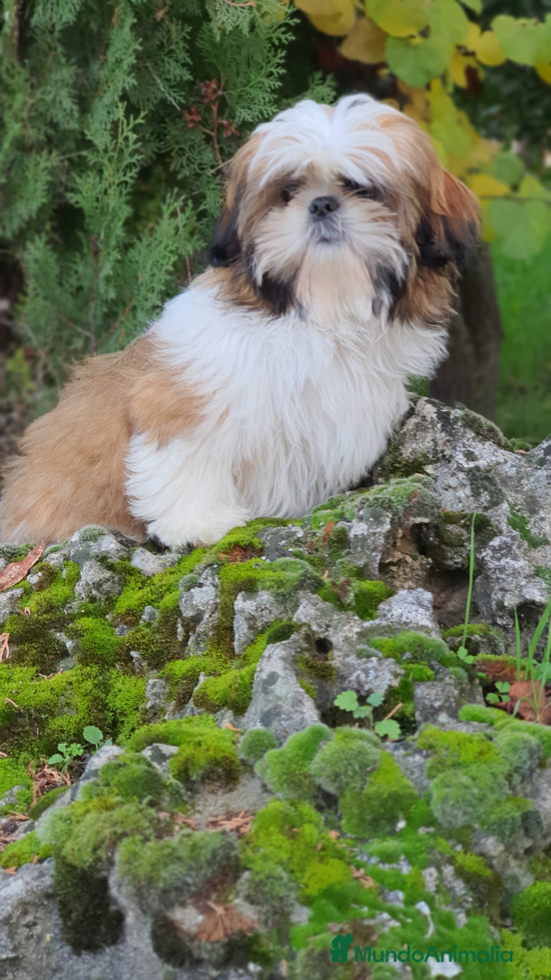 Shih Tzu perros en venta: Shit tzu de 5 meses disponible!! - Imagen 5
