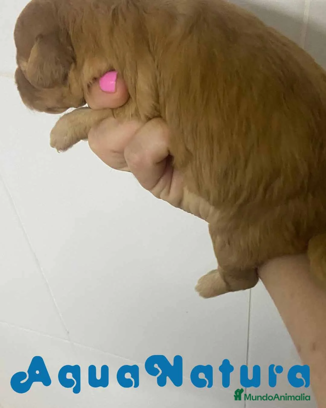 Caniche Enano perros en venta: Caniche Hembra de Estela y Alejo 6278 - AQUANATURA en Barcelona - Anuncio 7