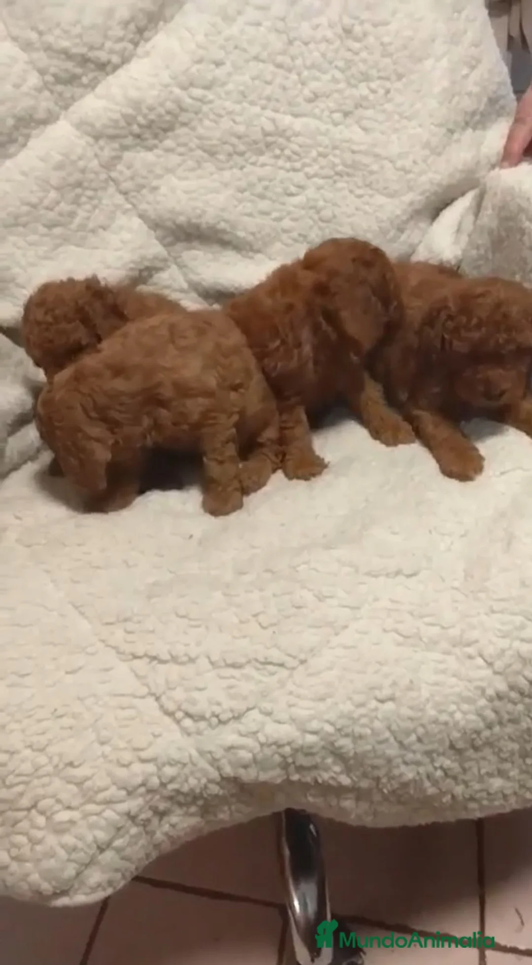 Caniche Toy perros en venta: ‼️‼️CANICHES 50% ASIÁTICOS  - Anuncio 2