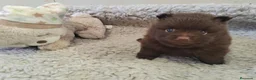 Pomchi perros en venta: Pomchi macho - Anuncio 8