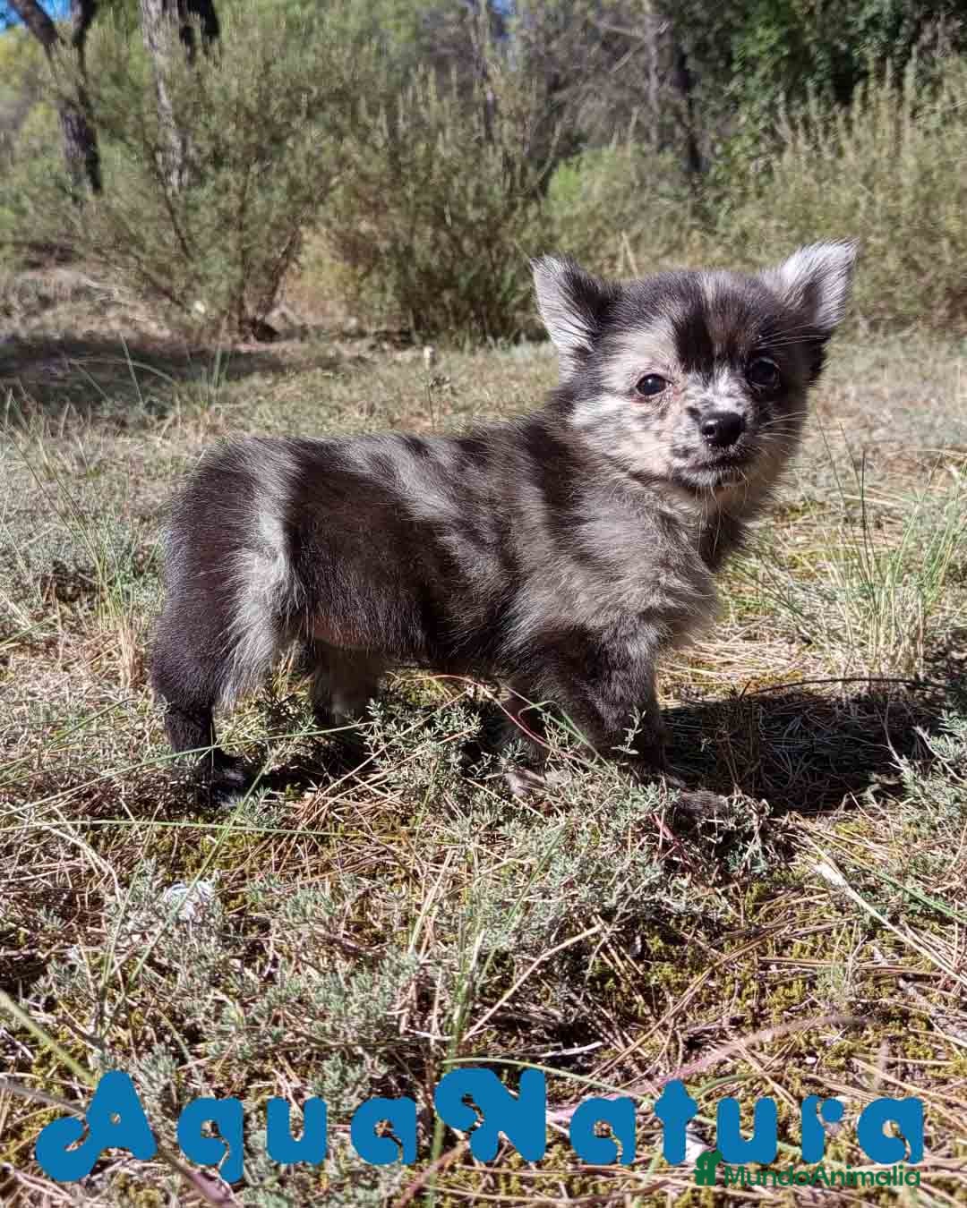 Pomchi perros en venta: Pomchi Hembra de Aspi y Manchitas 6415 AQUANATURA - Imagen 6