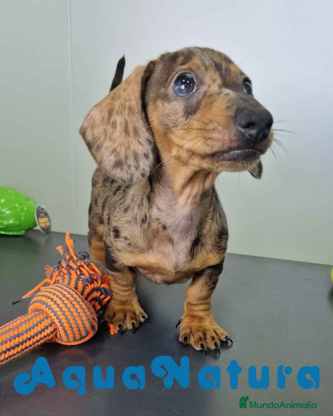 Teckel Miniatura perros en venta: Teckel Hembra 4459 AQUANATURA - Imagen 7