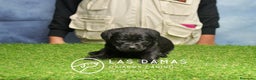 Labrador Retriever perros en venta: Cachorros de labrador negro - Anuncio 3