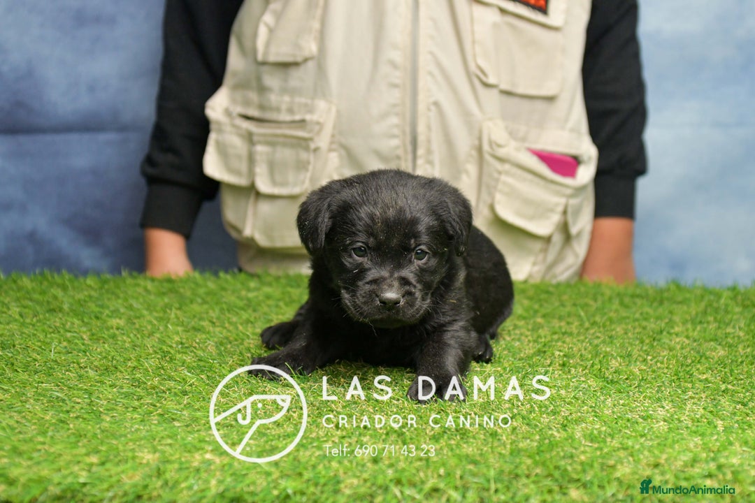 Labrador Retriever perros en venta: Cachorros de labrador negro - Anuncio 3