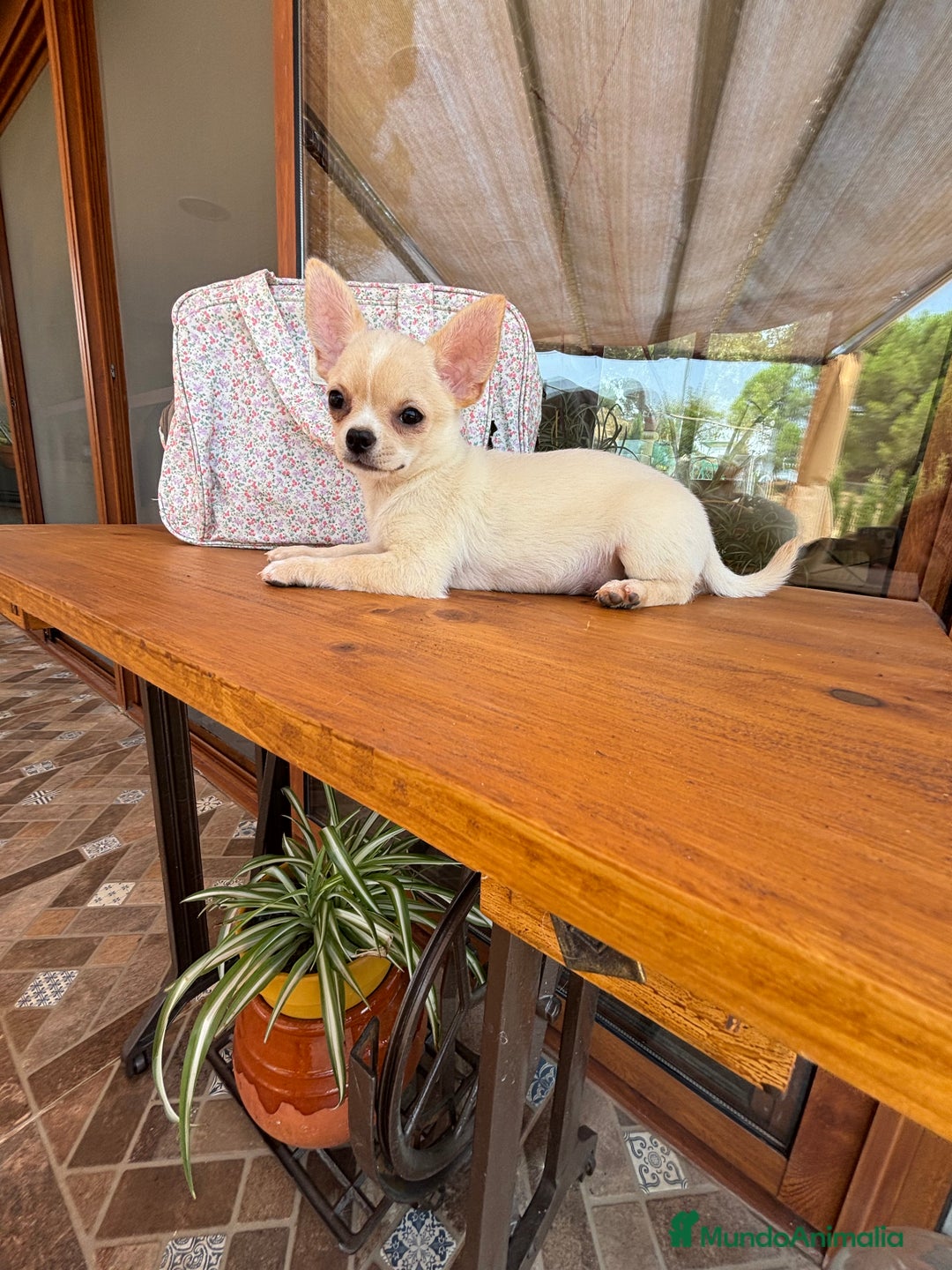 Chihuahua perros en venta: Chihuahua Macho disponible  - Imagen 4