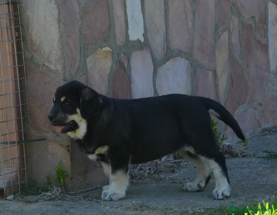 Mastín Español perros en venta: Mastin leonés  - Anuncio 9