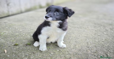 Border Collie perros - Anuncio 8