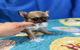 Chihuahua perros en venta: Chihuahua exótico línea rusa - Imagen 5