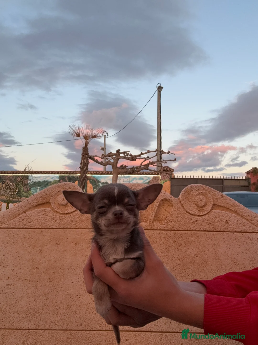 Chihuahua perros en venta: Chihuahua Toy - Anuncio 5