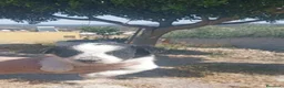 Border Collie perros en venta: Border collies blancos y negros - Anuncio 3