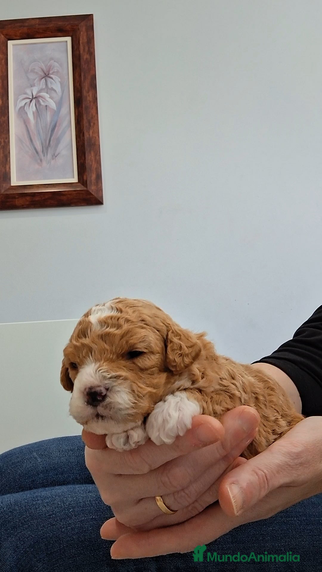 Caniche Toy perros en venta: Caniche apricot - Anuncio 5