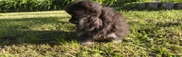Pomerania perros en venta: ESPECTACULAR HEMBRITA DE SUPER POMY TOY - Anuncio 8