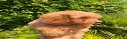 Caniche Mediano perros en venta: Cachorro Caniche  - Anuncio 2