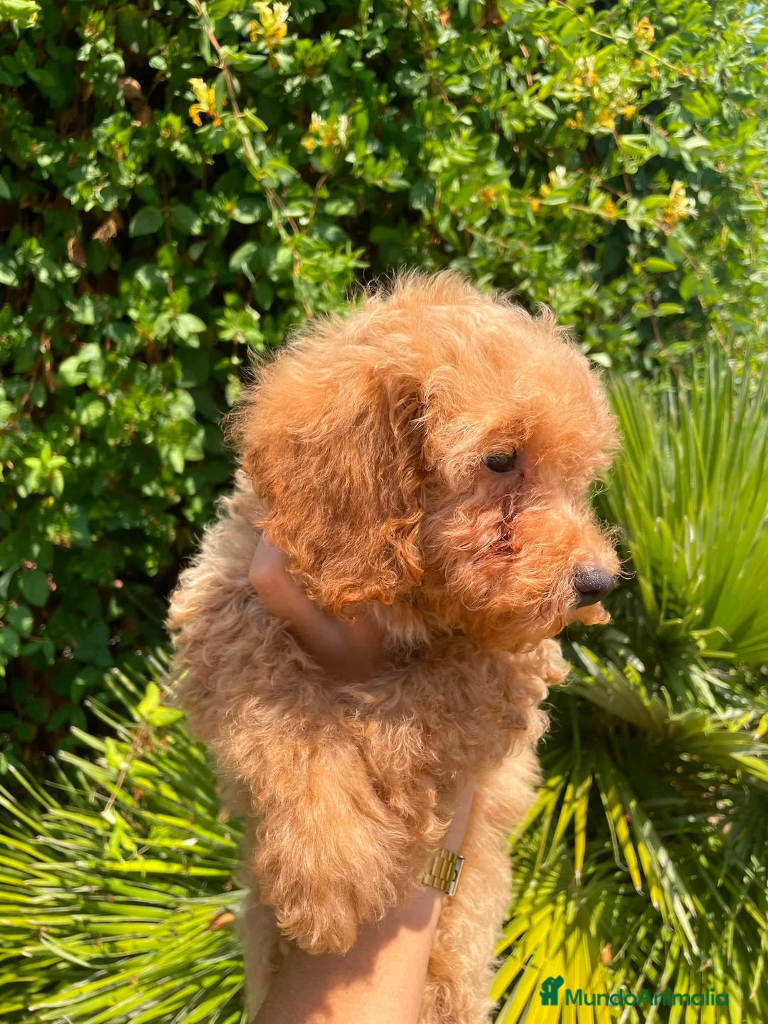 Caniche Mediano perros en venta: Cachorro Caniche  - Anuncio 2