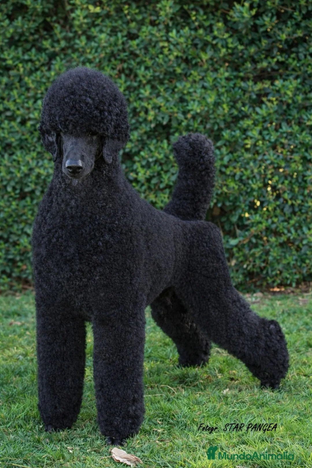 Caniche Gigante perros en venta: Cachorro caniche gigante macho negro  - Anuncio 9