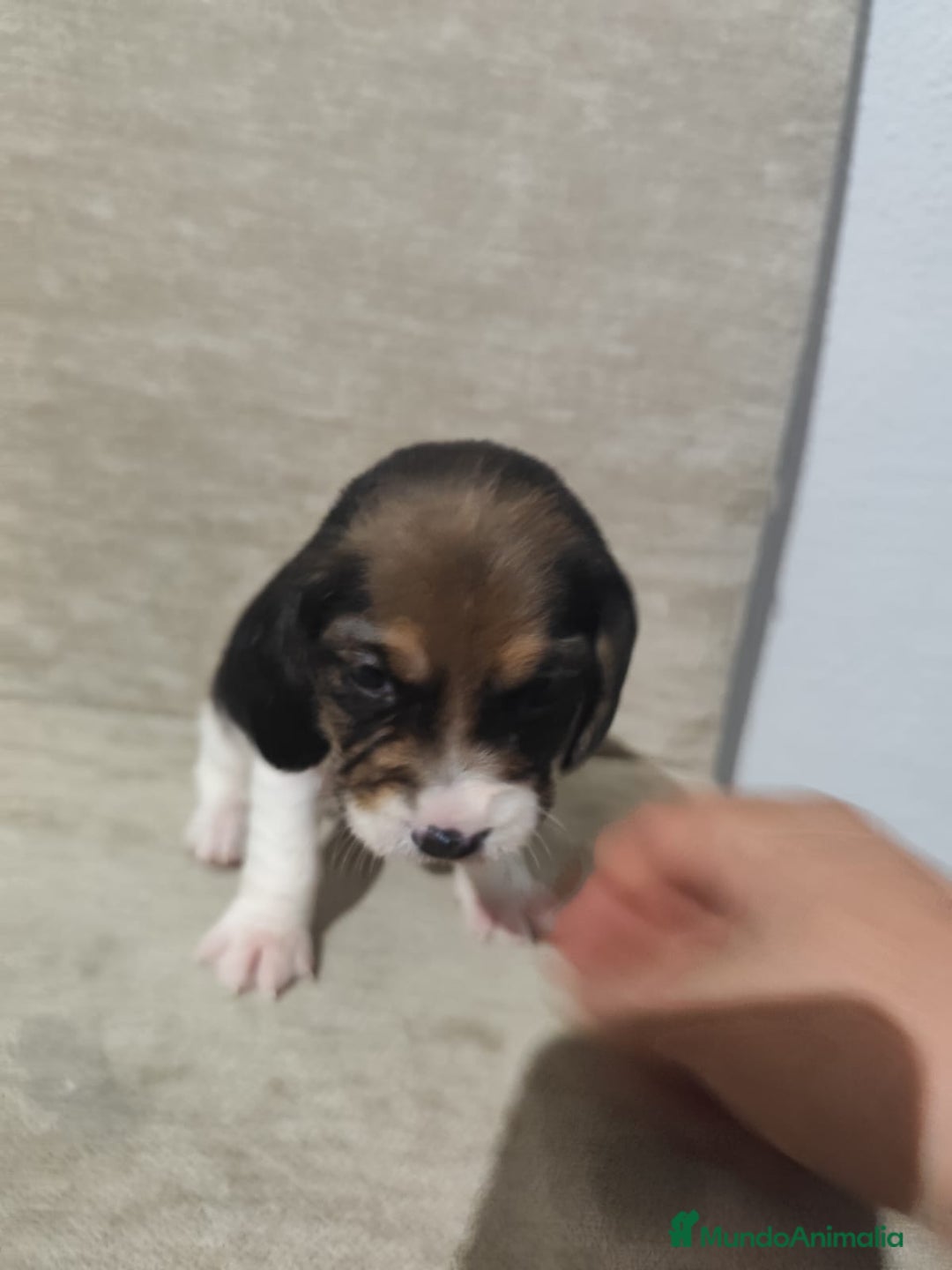 Beagle perros en venta: Beagle - Anuncio 6