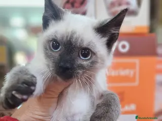 Siamés gatos Gatos siamés en Cádiz - Anuncio 8