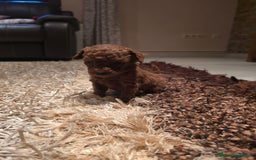 Caniche Toy perros en venta: EJEMPLARES DE CANICHE TOY  - Imagen 2