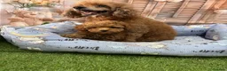 Caniche Toy perros en venta: Caniche Toy hembra muy pequeñita de tamaño. - Anuncio 2