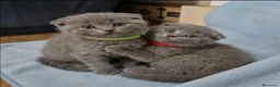 Británico de Pelo Corto Azul gatos en venta: BRITANICO PELO CORTO AZUL (SCOTTISH FOLD) - Anuncio 5
