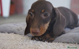 Teckel Miniatura perros en venta: ✨ Cacao & Bongo ✨ - Imagen 15