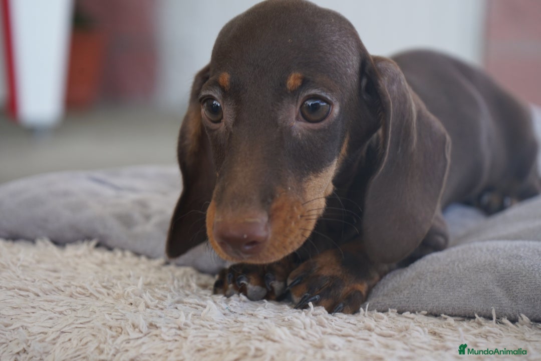 Teckel Miniatura perros en venta: ✨ Cacao & Bongo ✨ - Imagen 15