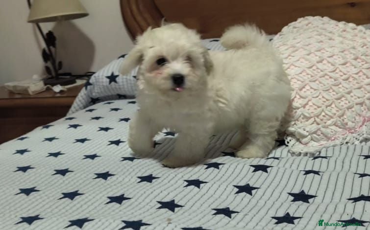 Maltipoo perros Maltipoo  - Anuncio 1
