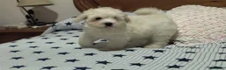 Maltipoo perros en venta: Maltipoo  - Anuncio 1