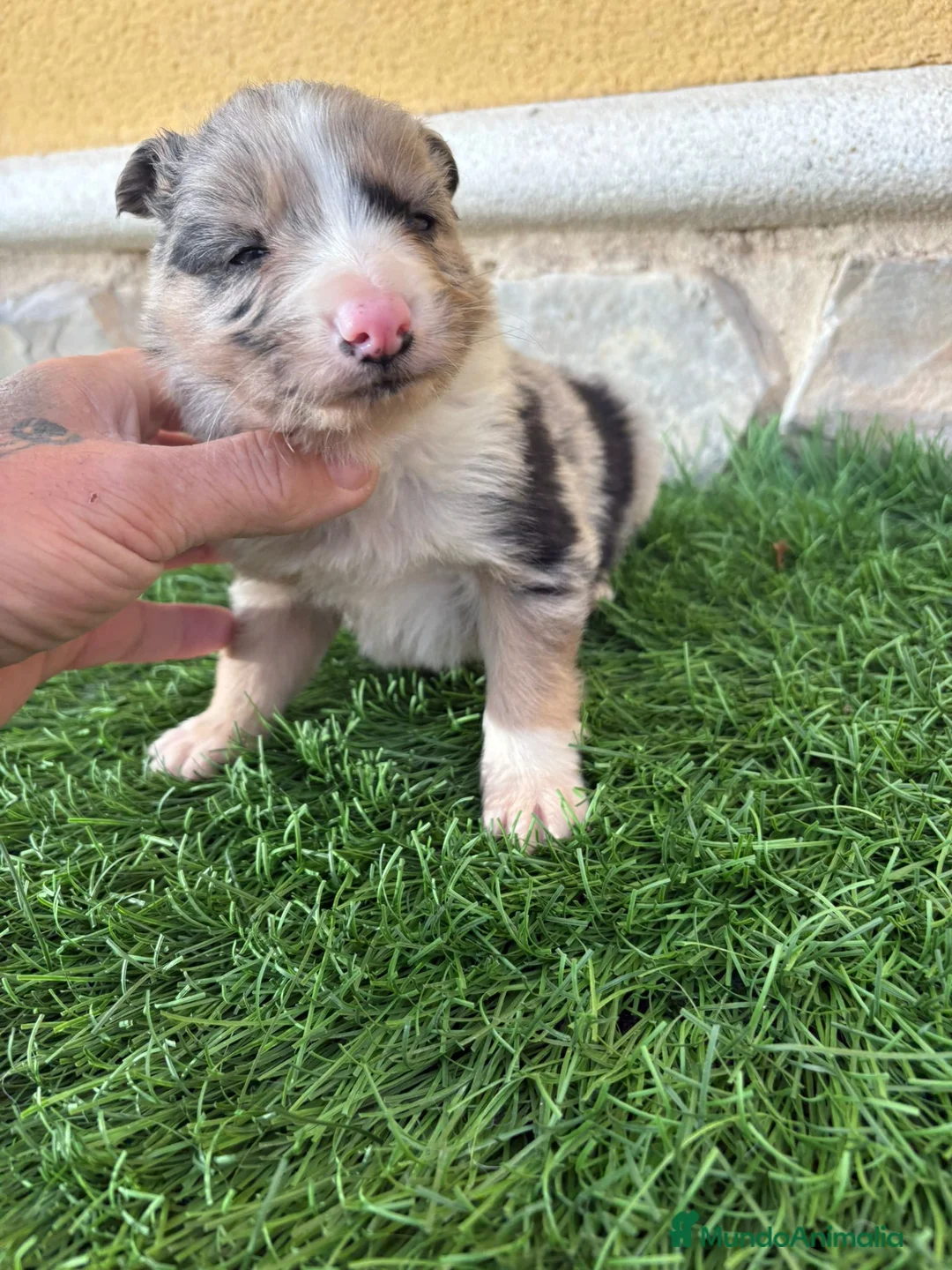 Border Collie perros en venta: Impresionantes Border Collie varios colores  - Anuncio 20