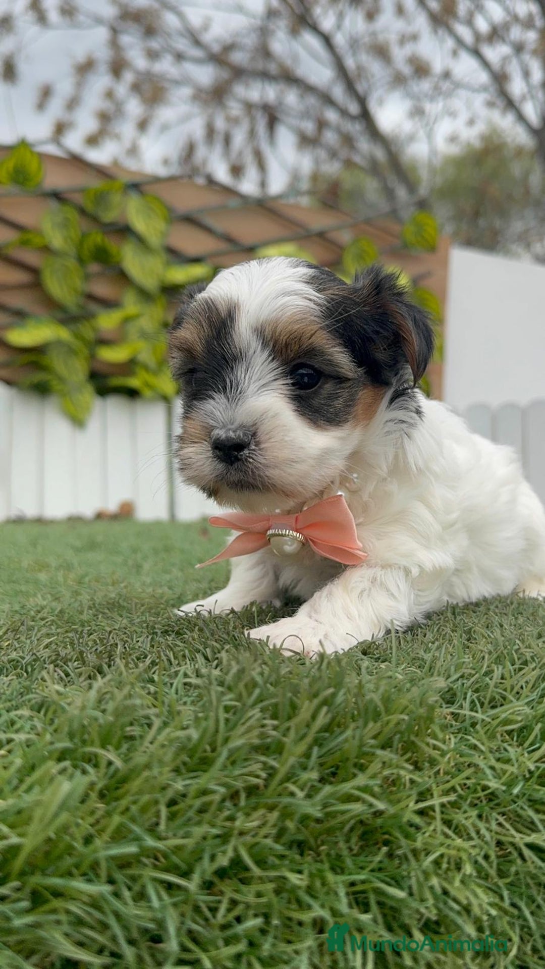 Yorkshire Terrier perros en venta: YORSKHIRE BIEWER HEMBRA - Anuncio 17