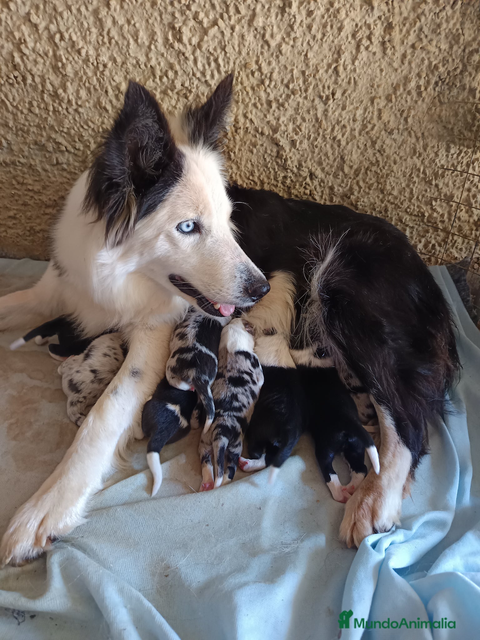 Border Collie perros Border collie  - Anuncio 1