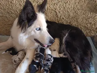 Border Collie perros Border collie - Anuncio 1