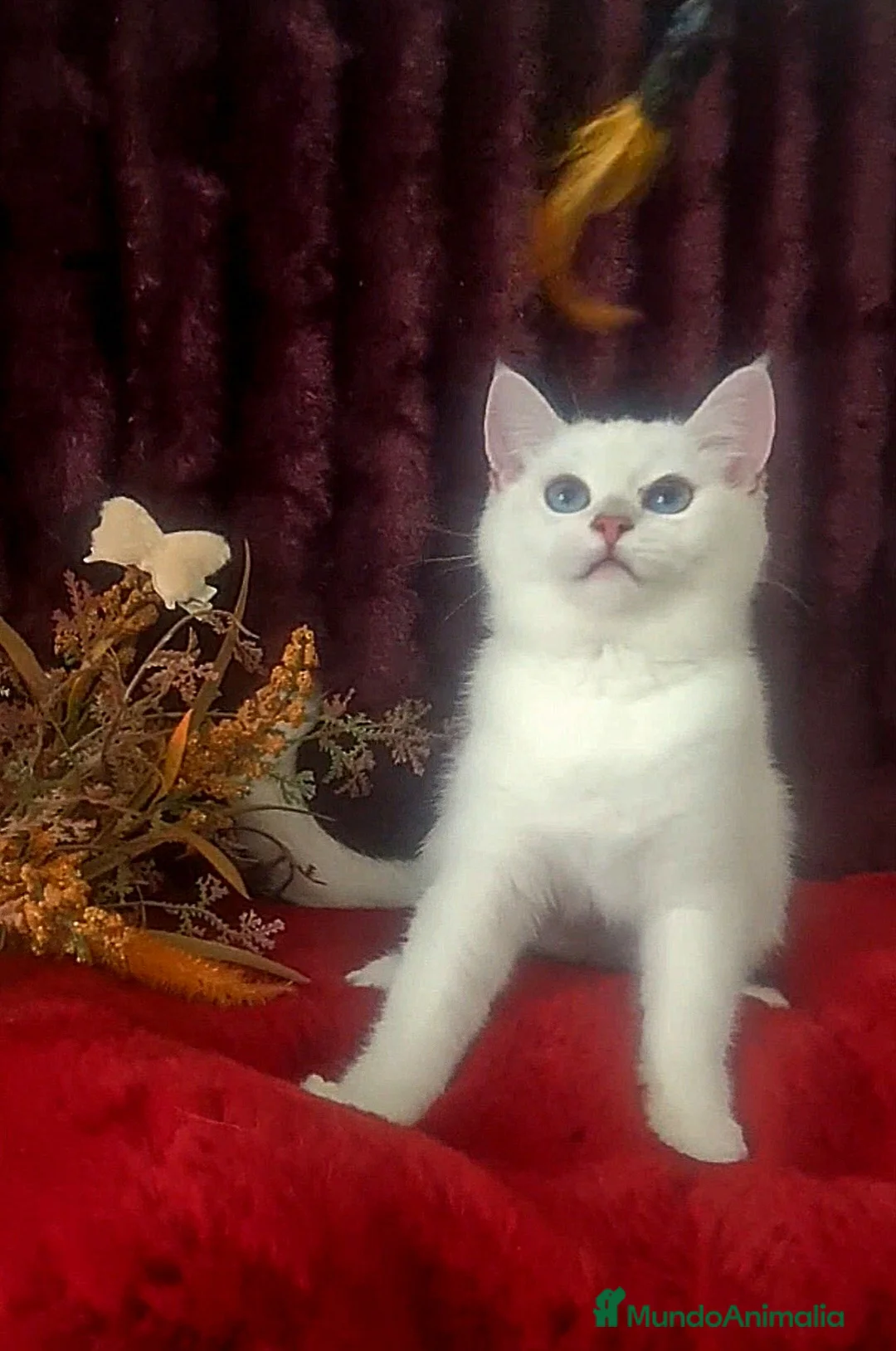 Imagen de galería {{count}}