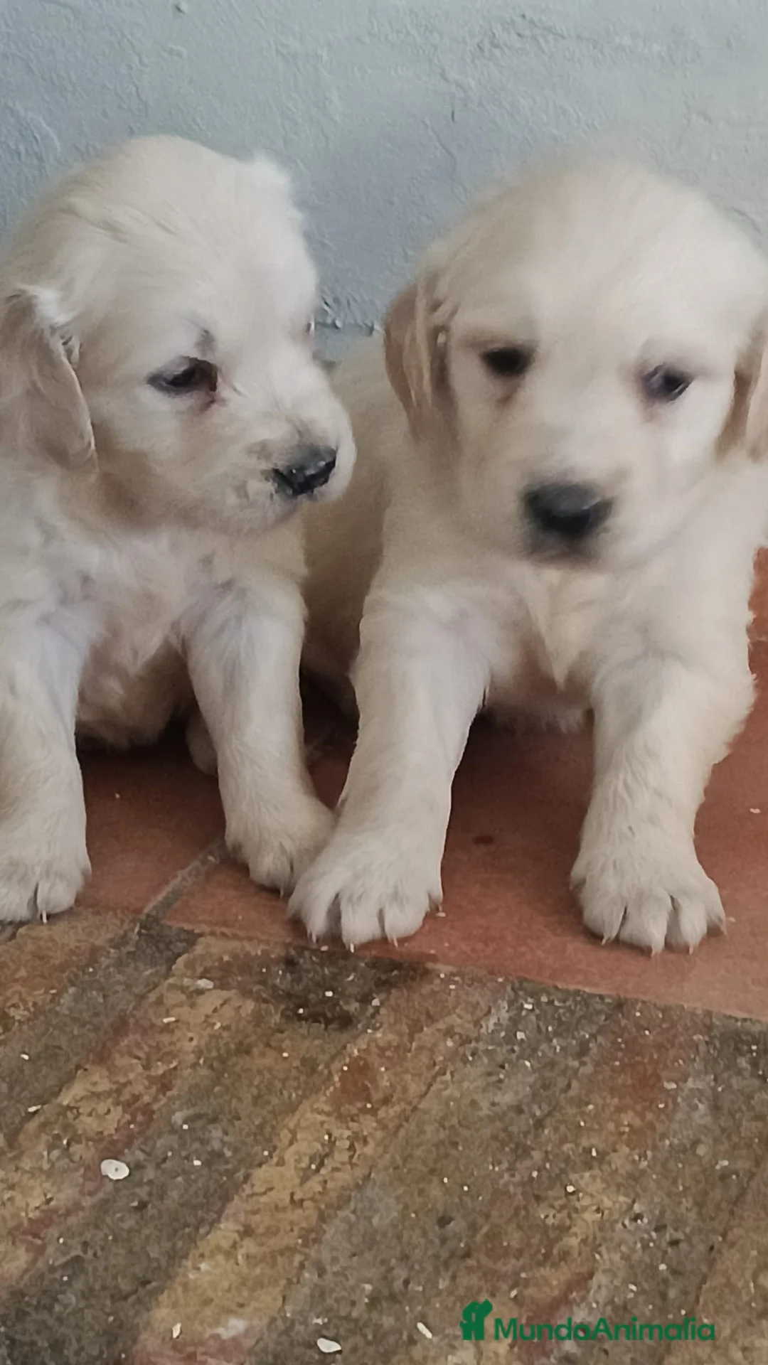 Golden Retriever perros en venta: Espectaculares Golden retriever,línea americana en Sevilla - Anuncio 2