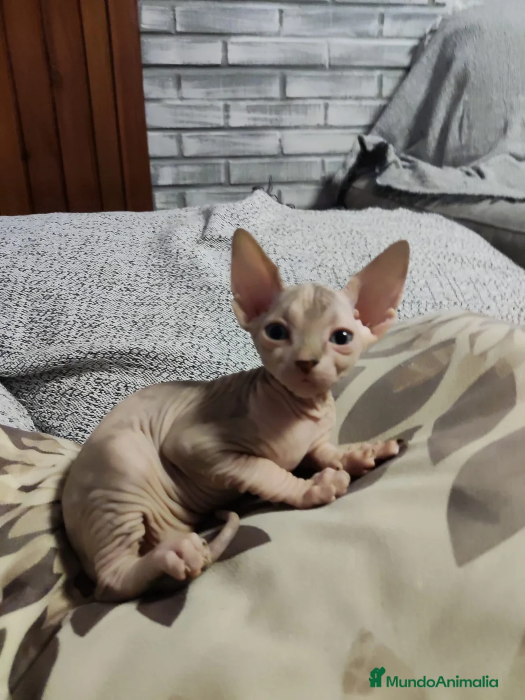 Sphynx gatos en venta: gatos sphynx - Anuncio 4