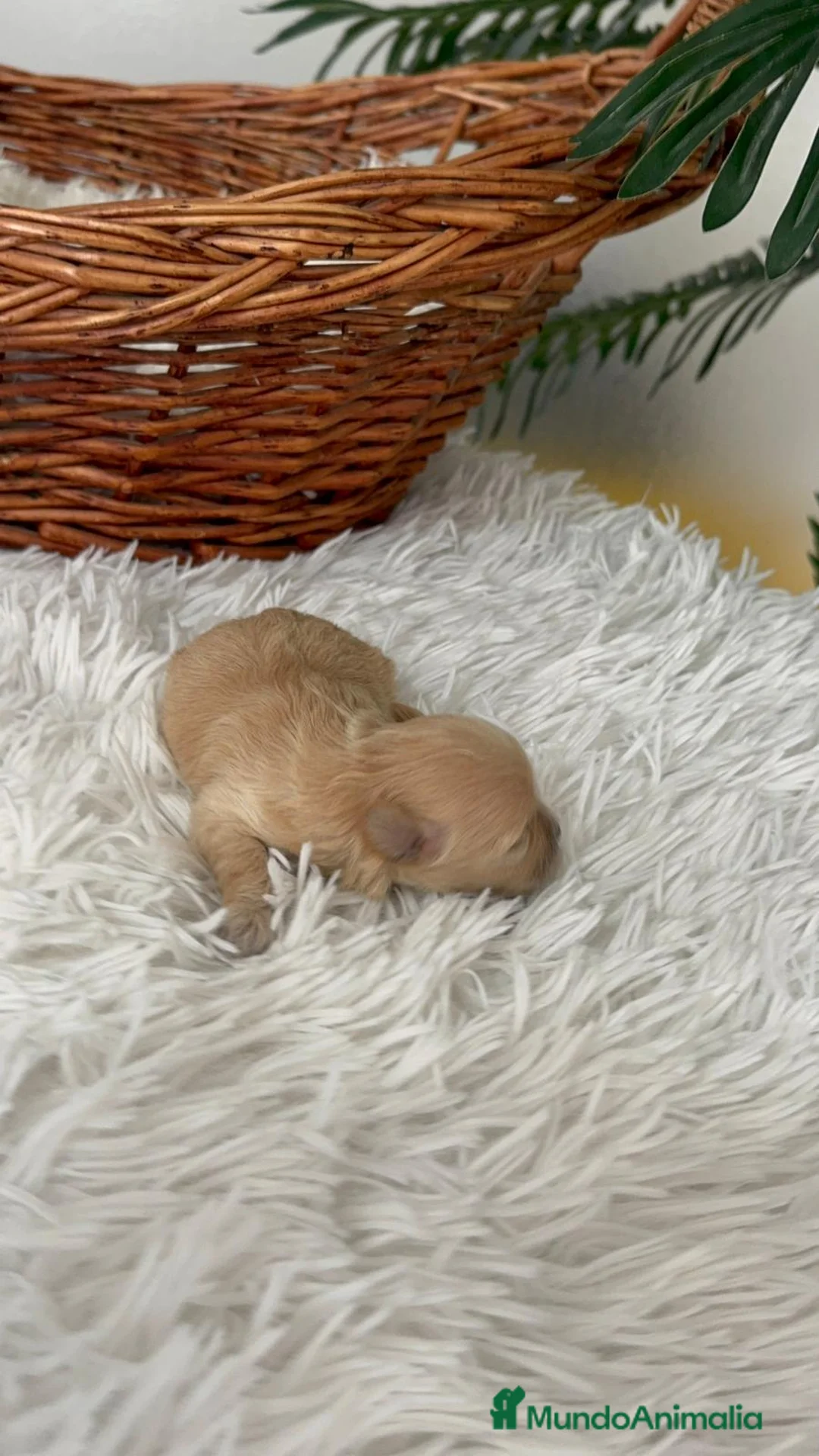 Maltipoo perros en venta: MALTIPOO TOY HEMBRA - Anuncio 2